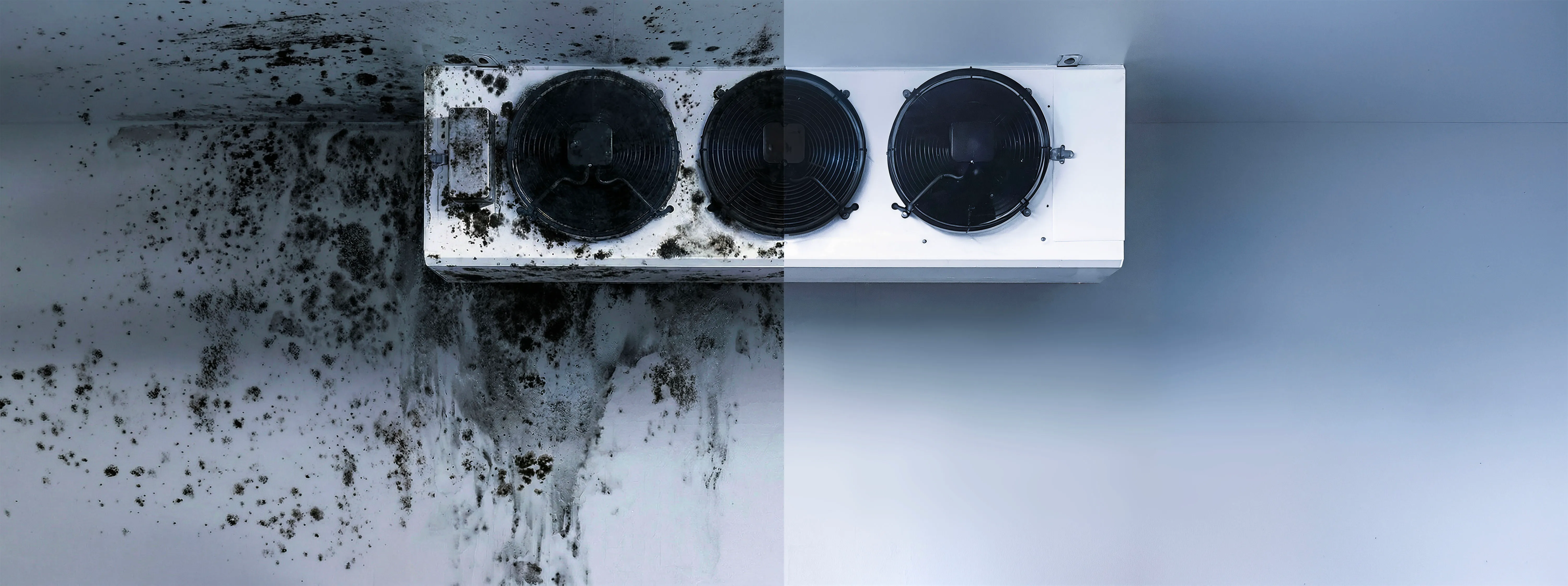 Commercial storage coolroom showing mould remediation and a clean refrigeration environment.